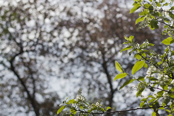 Spring time with blossoms. green leaves of tree in spring