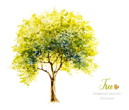 Watercolor tree. Watercolor botanical illustration. Nature. Deciduous Tree