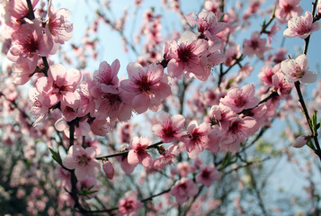 pink cherry blossom flower in spring time over blue sky.