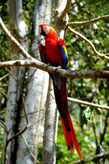 Honduras big parrot