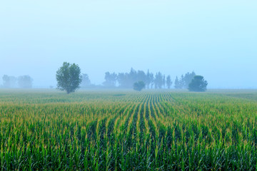 Fototapeta premium The corn fields were thick with fog in the early morning