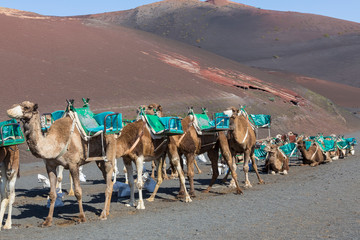 Camels at Timanfaya national park, at Lanzarote island. Canary islands. Spain.