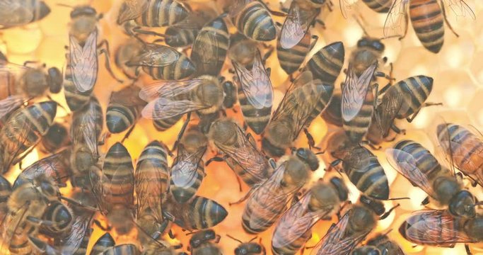 Bees on a frame inside a hive with the queen
