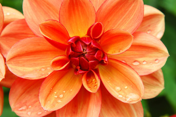 Gouttes d'eau sur les pétales de fleur de dahlia orange © Quéméner Valérie