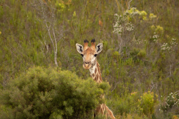 Obraz na płótnie Canvas Pekaboo giraffe: super cute and funny female baby girafee, peeking thorugh the african bush