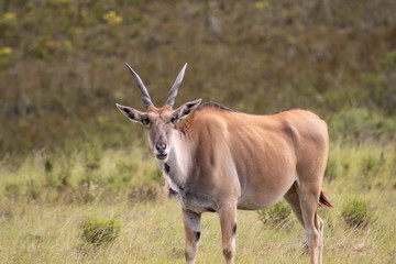 Naklejka na ściany i meble Funny looking antelopes in african safari