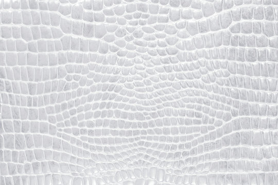 Snakeskin White Images – Browse 10,190 Stock Photos, Vectors, and Video |  Adobe Stock