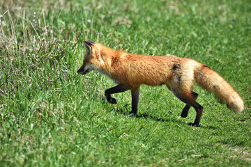 Red fox walking in grass