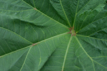 Leaf Texture. Abstract green leaf texture for background