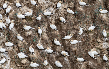 Nesting Gannets