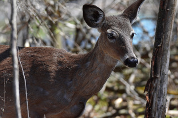 Fototapeta premium Juvenile deer in woods