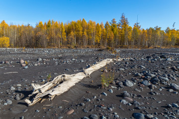 Volcanic area Mount Ostry Tolbachik, black sand, broken trees and stones, Kamchatka, Russia.