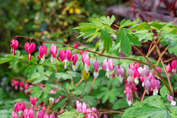 Dicentra plants ( Lamprocapnos spectabilis ) in  springtime with their heart shaped flowers, known as Bleeding Hearts 