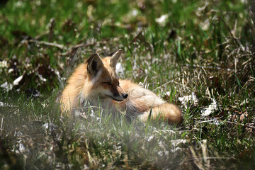 Red fox resting in woods