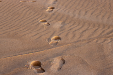 Fototapeta na wymiar Footprints in sand at Dusk
