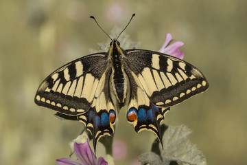 THIS BUTTERFLY PAPILIO MACHAON