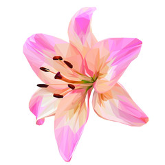 low poly pink lily isolated on white background