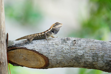 Close up photo of Agame arlequin lizard sits on cut tree branch on   natural blured background shoot in Thailand