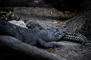 Obraz premium Cocodrilo 