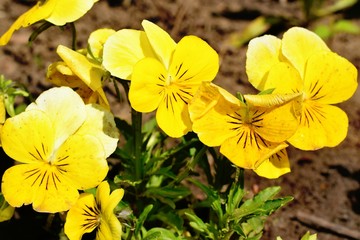 Flowering of Viola tricolor in the garden