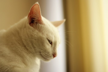 gata branca