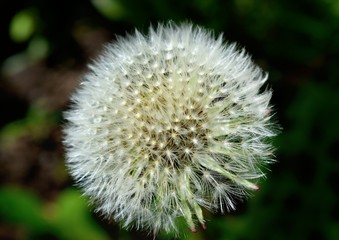 Obraz premium Spring field of dandelions that have faded