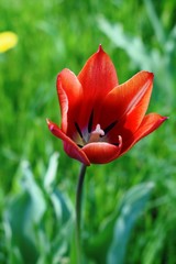 Blooming red tulips in the garden