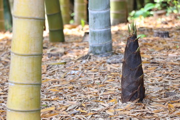 竹林の中のタケノコ