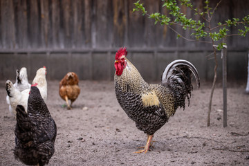 rooster on a farm