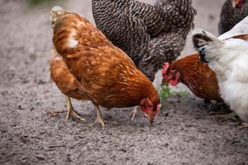 chicken on farm