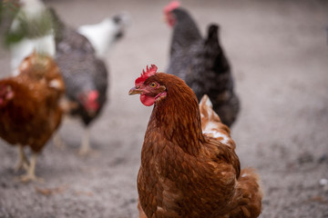 chicken on farm