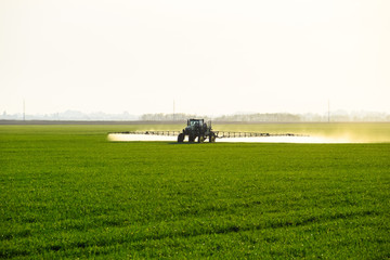 tractor with the help of a sprayer sprays liquid fertilizers on young wheat in the field.