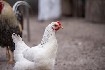 chicken on farm