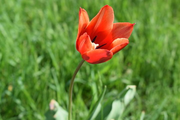 Blooming red tulips in the garden