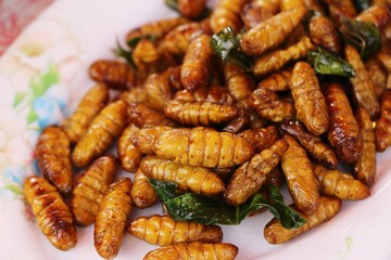 Fried silk worms delicious in street food