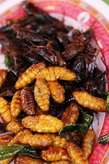 Fried silk worms delicious in street food