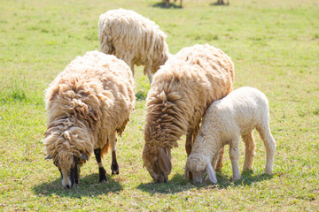 Sheeps in a meadow farm of Thailand.