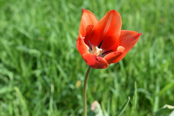 Blooming red tulips in the garden