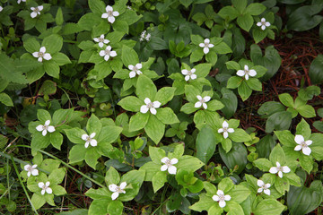 ゴゼンタチバナ