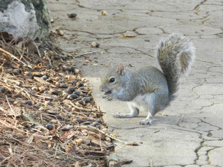 squirrel eating nut