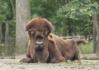 Fototapeta premium Resting bison with its eyes closed in a zoo