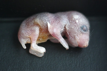 Dead two days old Roborovski hamster baby