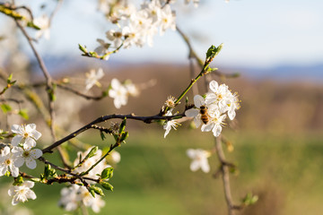 Abeille sur un arbre en fleur