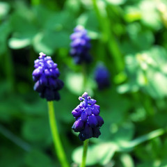 Grape hyacinth- delicate blue flowers on a green background. Selective focus. Spring natural background.