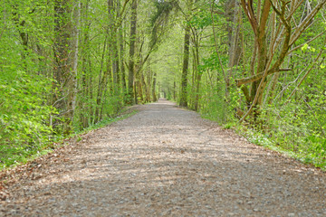 Waldweg