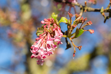 Fleurs roses au printemps