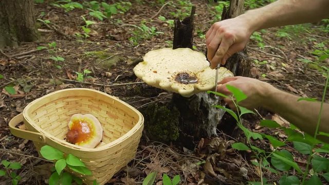 Dryad's Saddle Mushroom and Reishi mushroom in a wicker basket. Wild foraging edible mushrooms and plants in the forest. 