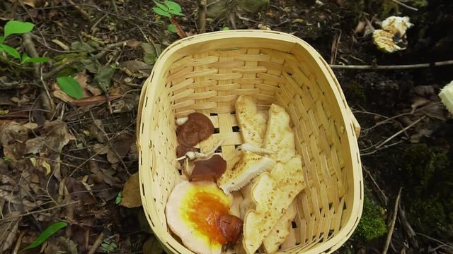Dryad's Saddle Mushroom, Reishi mushroom, Wood Ear, and Indian Cucumber in a wicker basket. Wild foraging edible mushrooms and plants in the forest. 