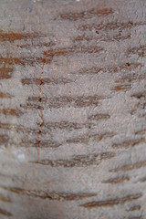 Wooden Texture