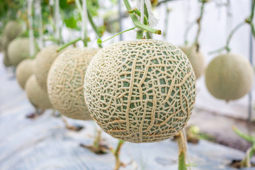 Fresh green Japanese cantaloupe melons plants growing in organic greenhouse garden